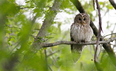 木動物|森の生き物図鑑